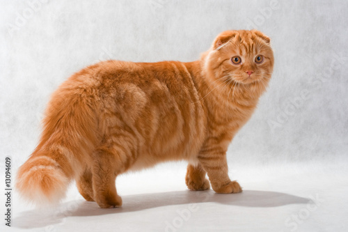 Cat breed Highland fold