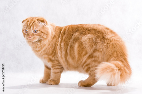 Cat breed Highland fold