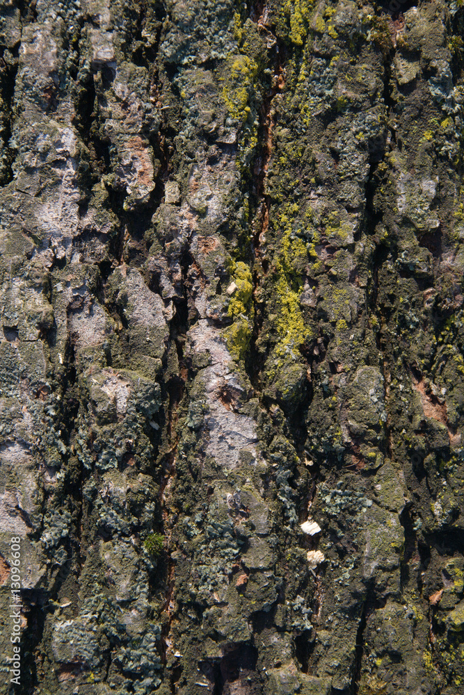 Birch bark with moss in low part of trunk. Front view Birch bark with moss in low part of trunk. Front view