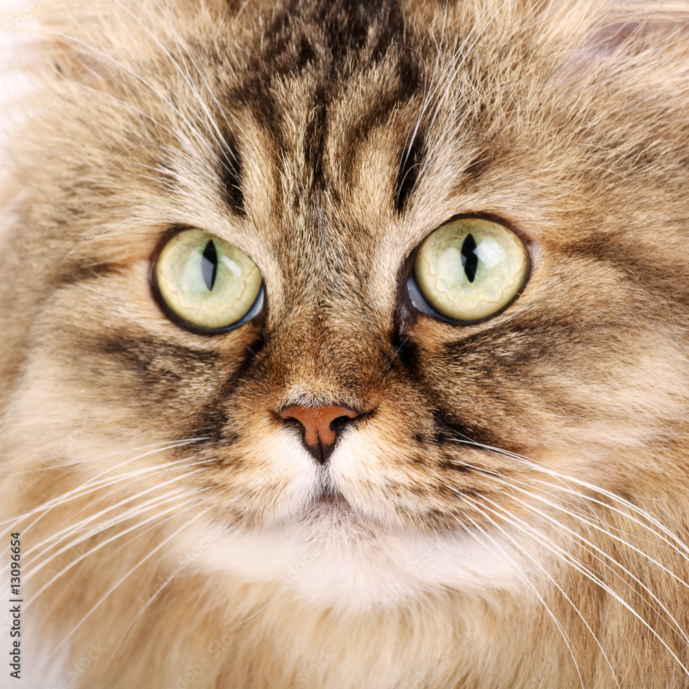 Close-up portrait of Siberian cat Close-up portrait of Siberian cat