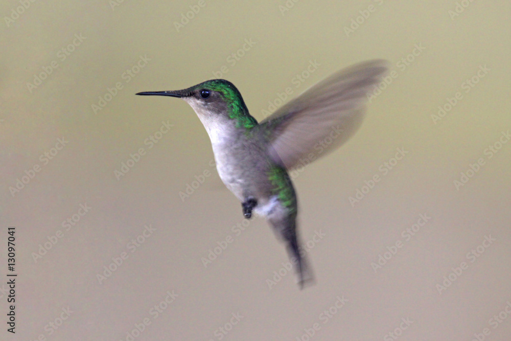 Fototapeta premium Flying hummingbird