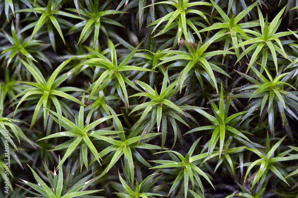 moss moss