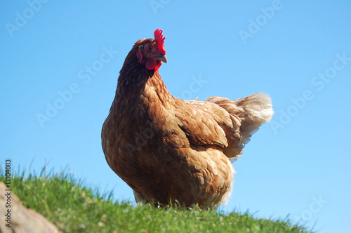 hen standing in the grass