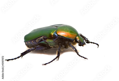 Close up of green shiny beetle