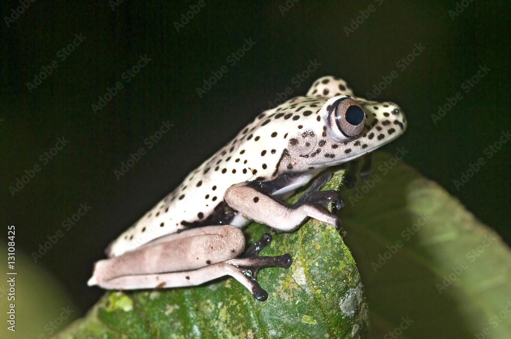 Fototapeta premium Hyla geographica juvenile from ecuador
