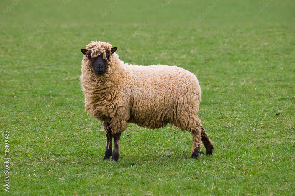 Obraz premium lone sheep