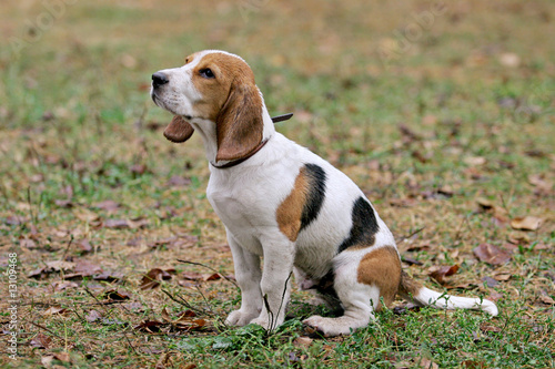 Beagle dog in outdoor setting