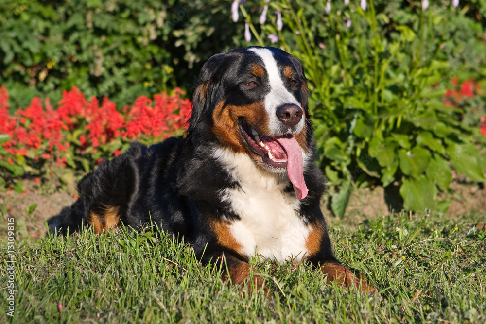 Bernese Mountain dog in outdoor setting