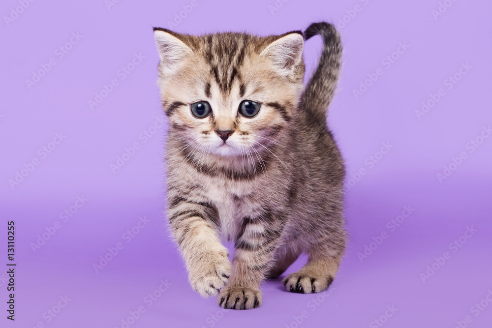 Obraz premium British kitten on colour background