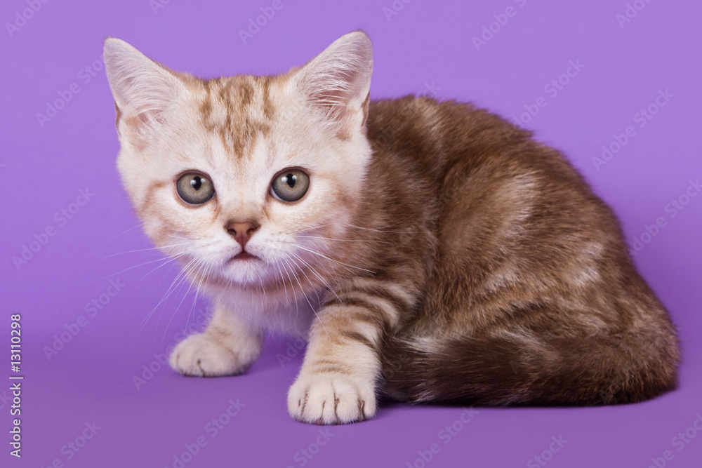 Fototapeta premium British kitten on colour background