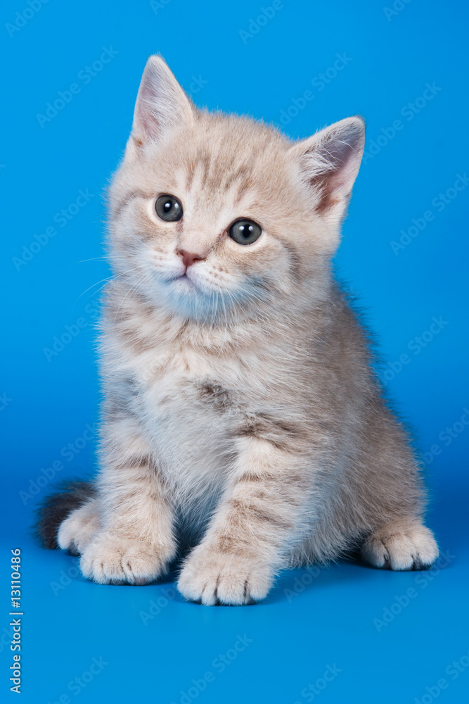 British kitten on colour background