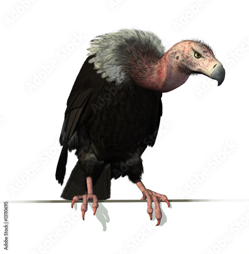 Vulture Perched on an Edge photo