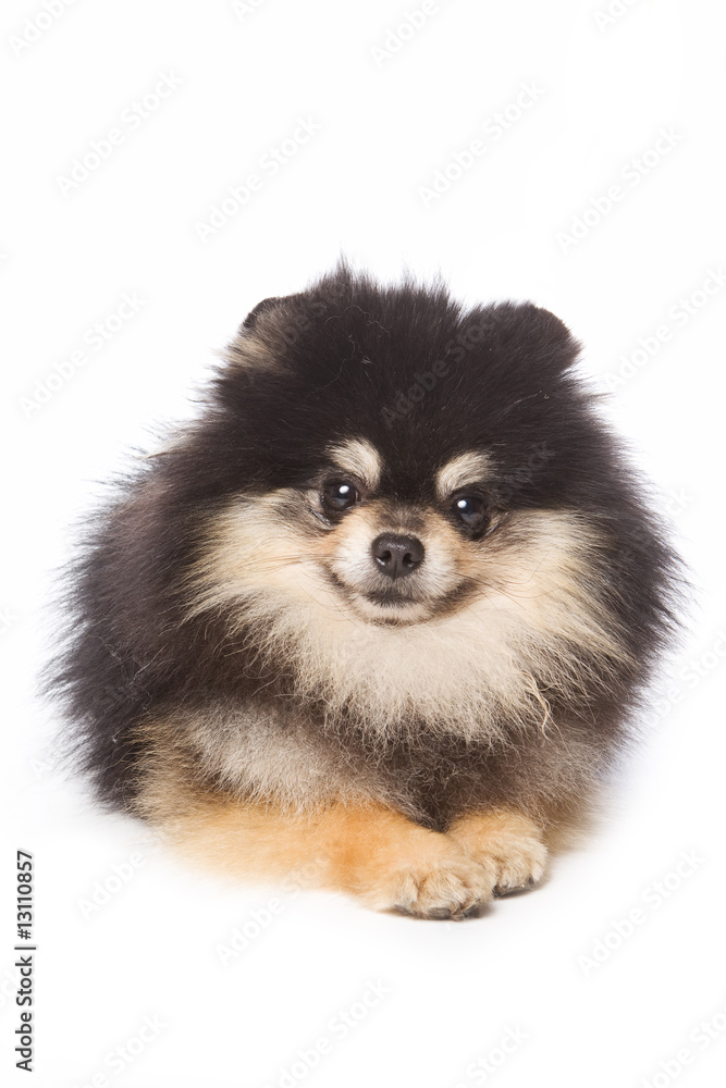 Obraz premium Spitz dog isolated on white