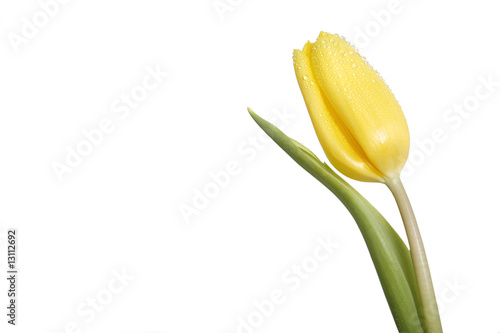 single yellow tulip #13112692