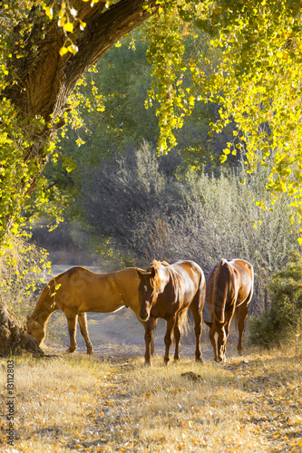 Horses graze along an old path. photo