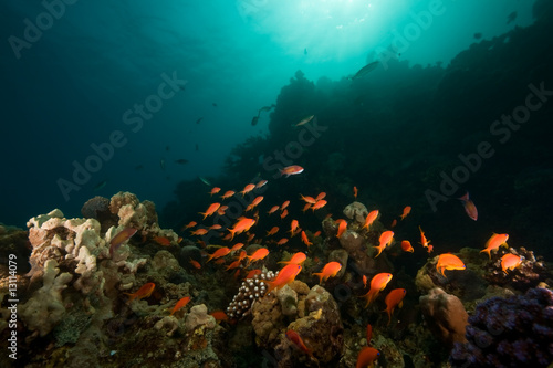 Fototapeta Naklejka Na Ścianę i Meble -  ocean, coral, sun and fish