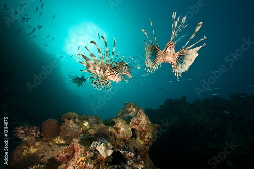 ocean  coral  sun and lionfish