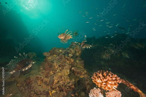 ocean, coral, sun and lionfish
