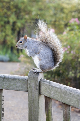squirrel in Hyde Park.