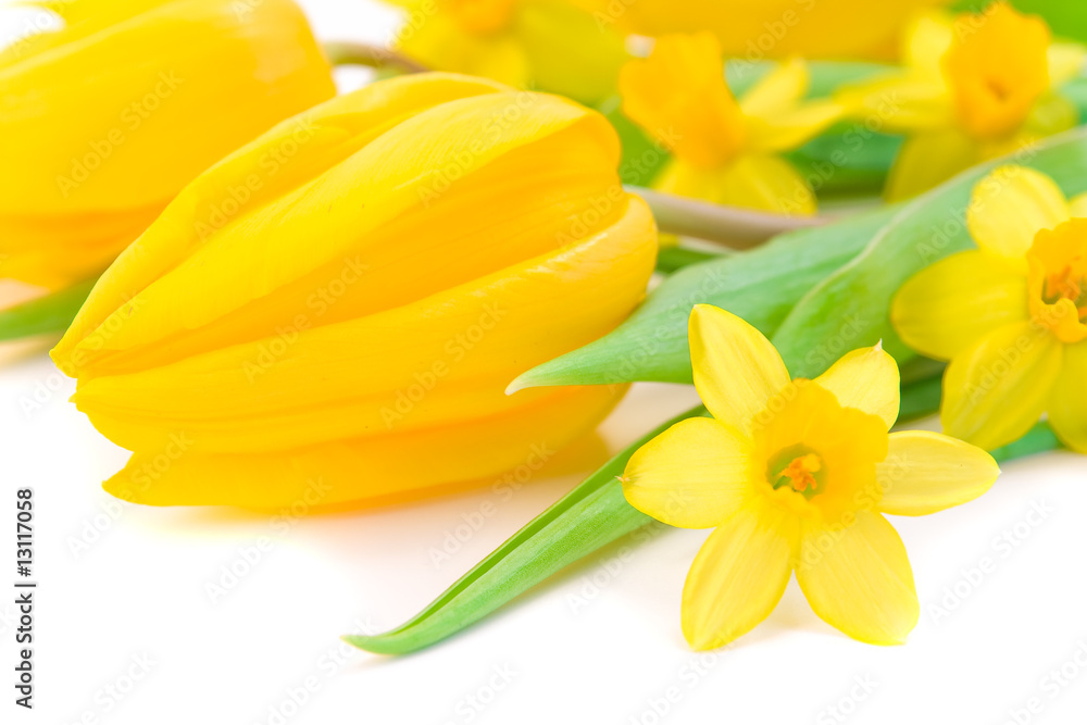 Fototapeta premium tulips and daffodils