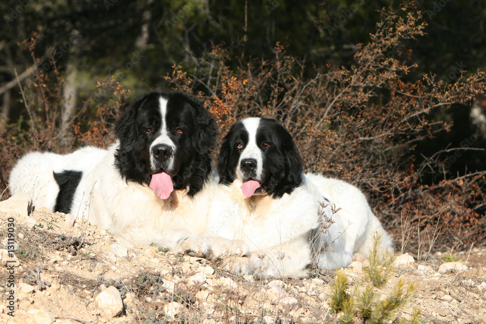 couple de landseer allongés collé serré fatigué dans le jardin couple de landseer allongés collé serré fatigué dans le jardin