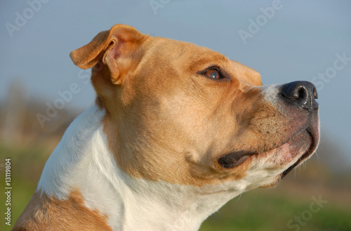 staffordshire bull terrier