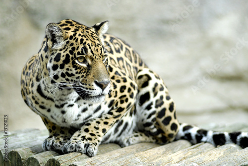 Jaguar assis sur des rondins de bois