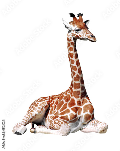 Détourage d'une girafe assise photo