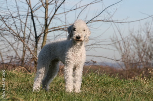 Fotografie bedlington terrier adulte blanc planté debout à la campagne