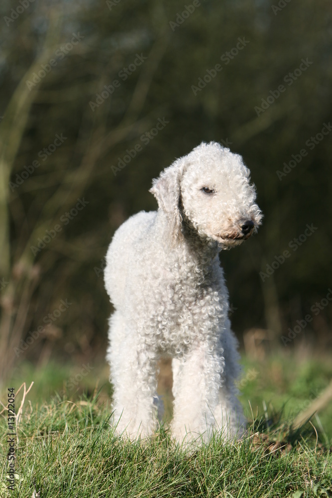 bedlington terrier adulte blanc debout de face