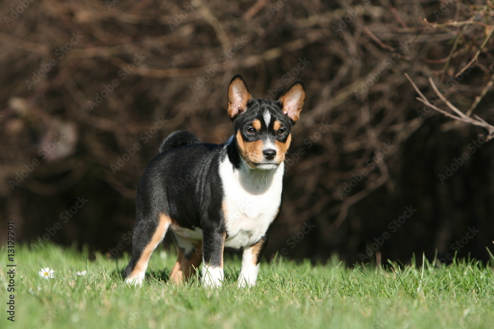 pose immobile et statique du basenji dans le jardin pose immobile et statique du basenji dans le jardin