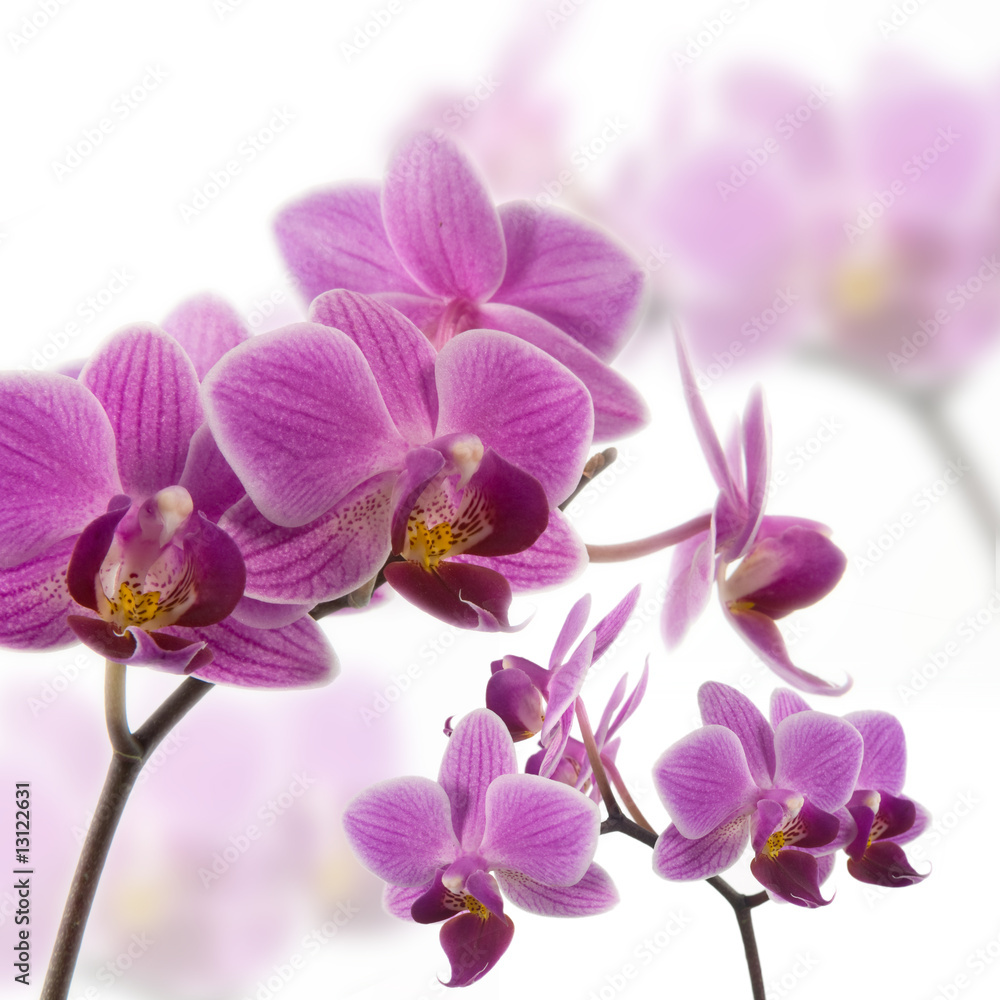 Orchidee Orchidee