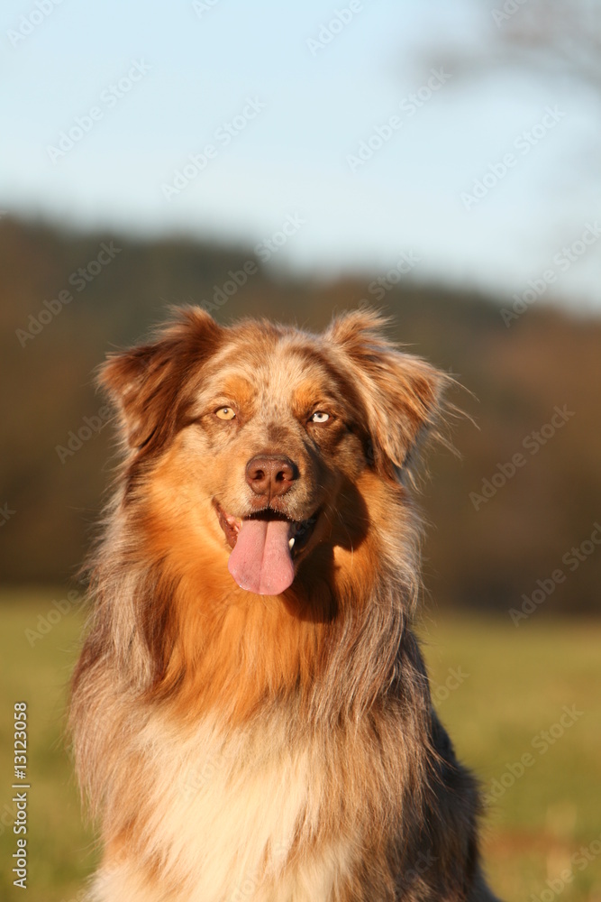 beau portrait d'un berger australien aux couleurs étonnantes beau portrait d'un berger australien aux couleurs étonnantes