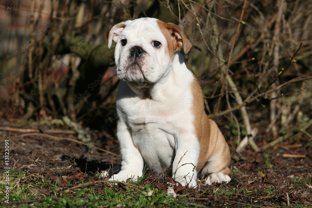 mignon chiot bulldog anglais assis de face au regard dubitatif