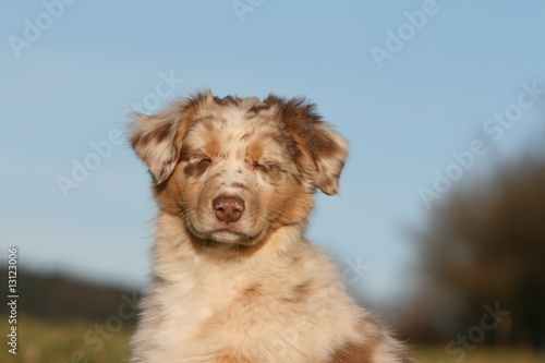 portrait du joli chiot berger australien sur fond de ciel bleu