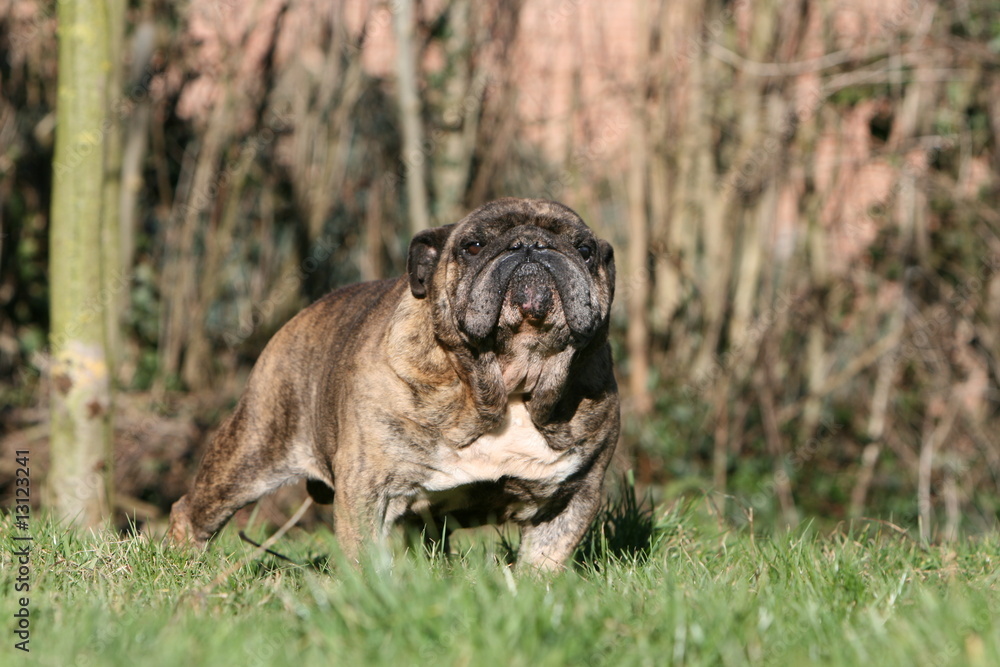 bulldog anglais bicolore bringé adulte de face Stock Photo | Adobe Stock