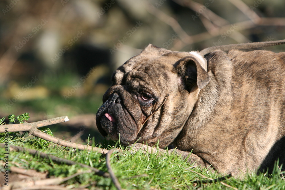 portrait du bulldog anglais bringé adulte couché de profil