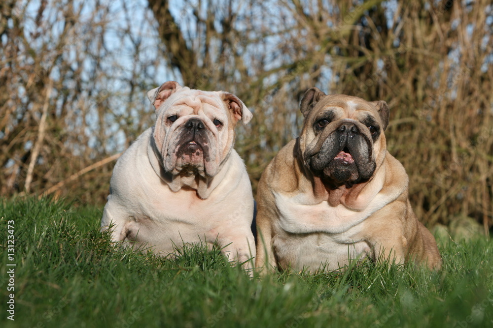 duo de bulldog anglais adultes assis côte à côte de face