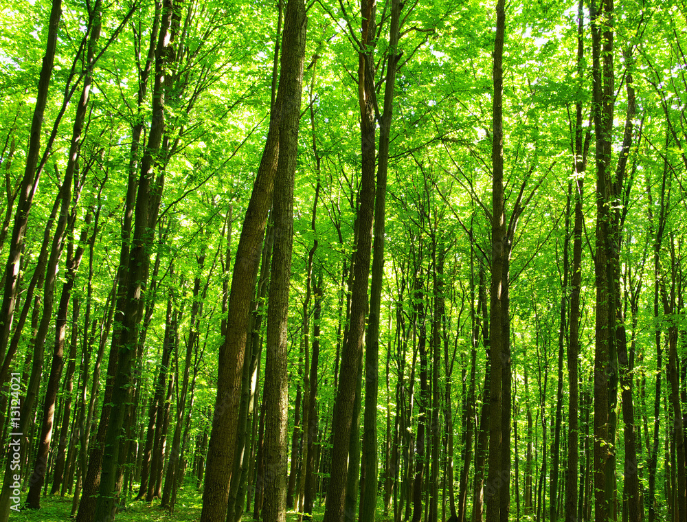 green forest green forest