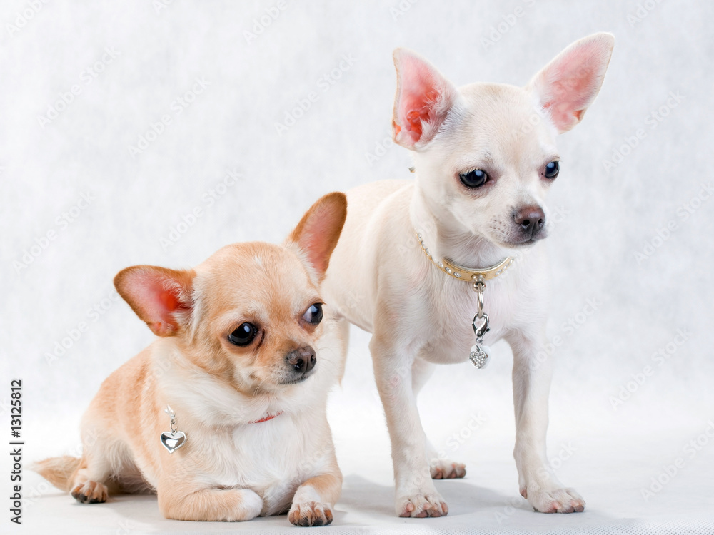 Two chihuahua breed female on white background