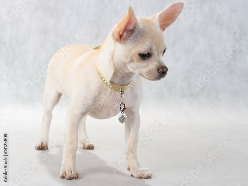 Chihuahua breed female photo