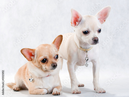 Two chihuahua breed female on white background
