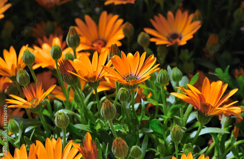 fleur fleur