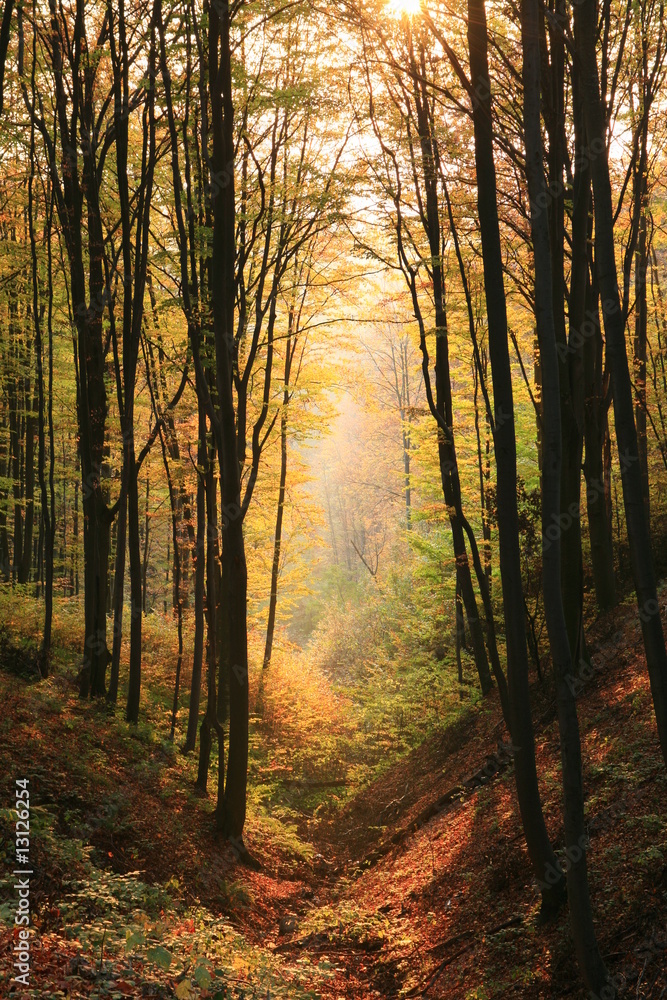 Obraz premium Valley