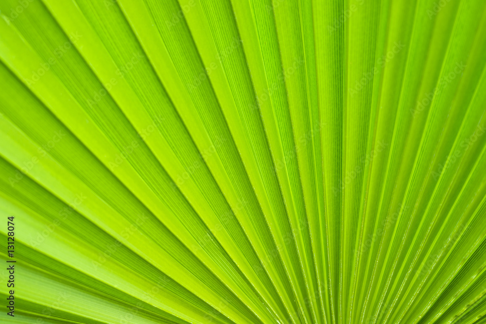 Obraz premium Palm leaf.