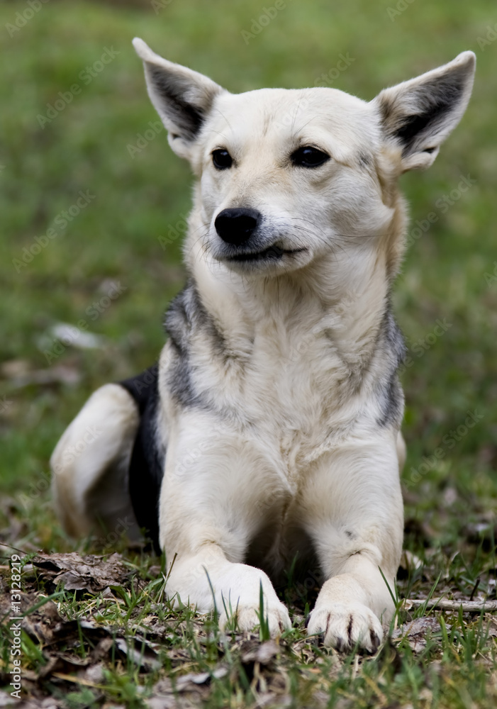 Dog portrait Dog portrait