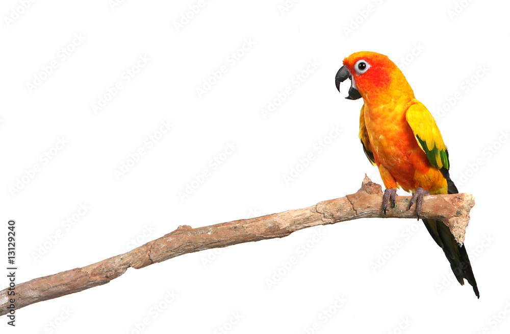 Sun Conure Parrot Screaming on a Branch