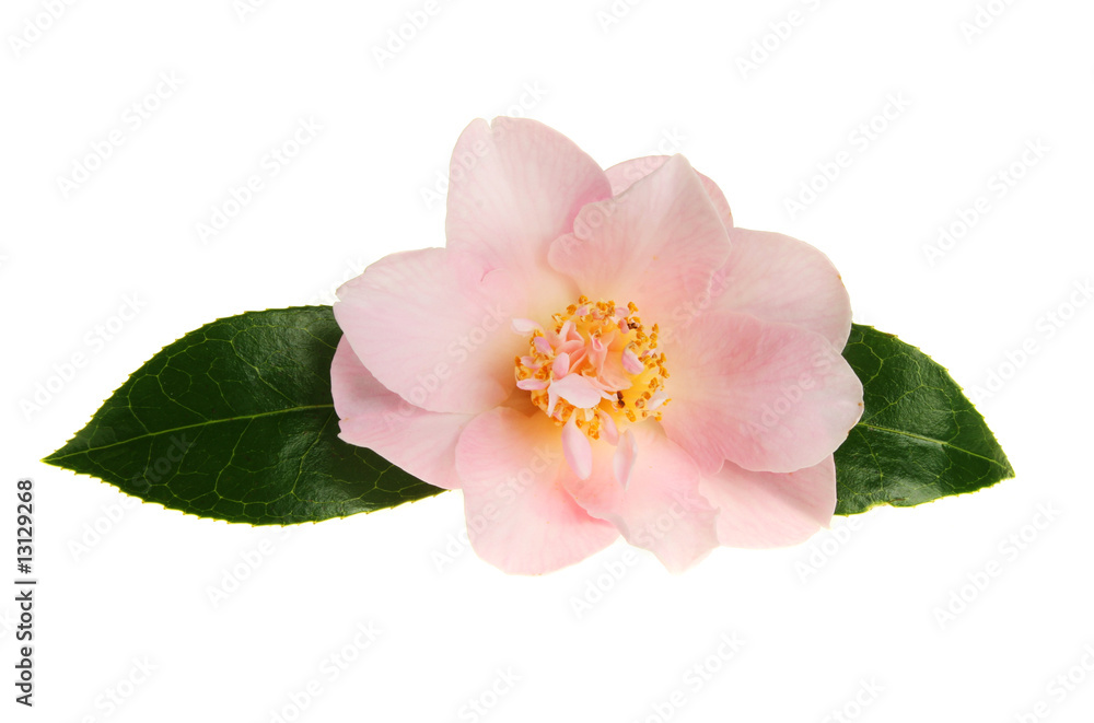 Pastel camellia Pastel camellia