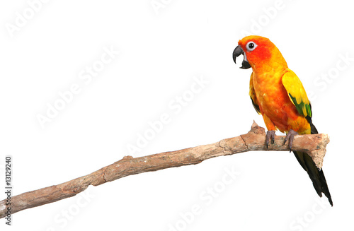 Sun Conure Parrot Screaming on a Branch