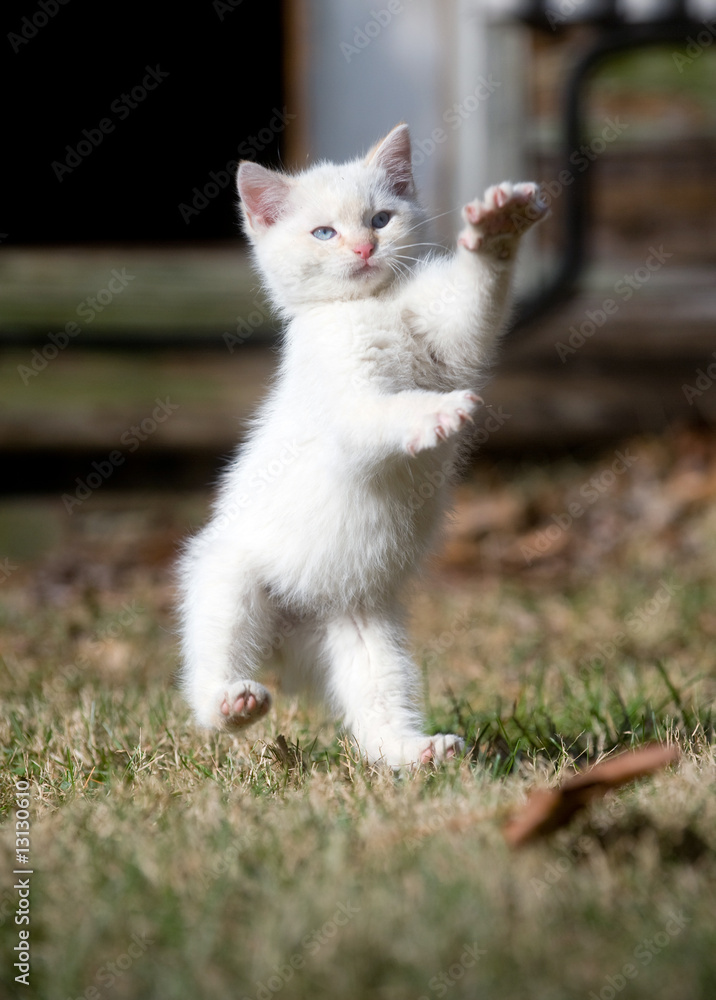 White kitten jumping and playing